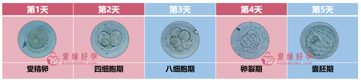 囊胚的形成过程.png