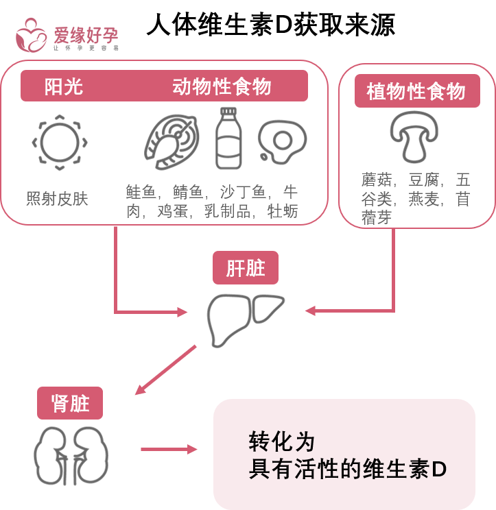 图1人体维生素D获取来源.png